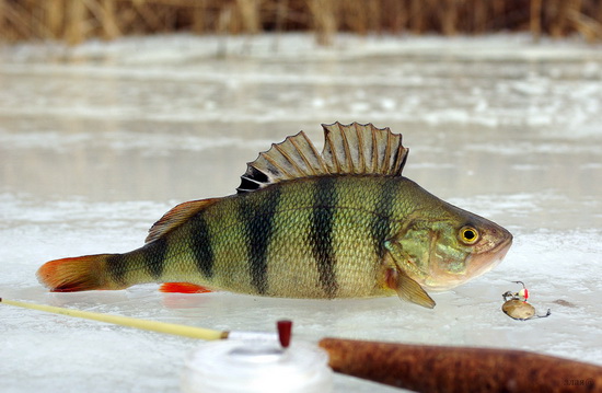 рыбалка на окуня по первому льду